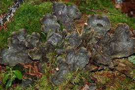 Attēlu rezultāti vaicājumam “Peltigera”