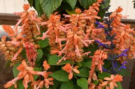Image result for Salvia splendens