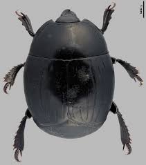 Attēlu rezultāti vaicājumam “Hypocaccus rugiceps”