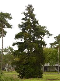 Attēlu rezultāti vaicājumam “Picea orientalis”