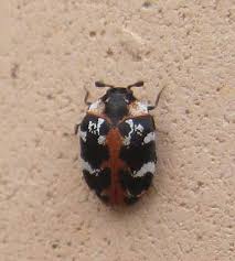 Attēlu rezultāti vaicājumam “Anthrenus scrophulariae”