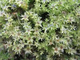 Attēlu rezultāti vaicājumam “Mnium hornum sporophyte”