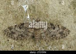 Attēlu rezultāti vaicājumam “Eupithecia tantillaria”