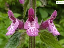 Attēlu rezultāti vaicājumam “Stachys sylvatica flower”