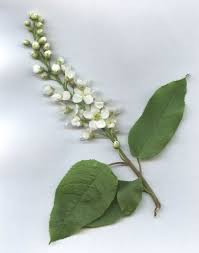 Attēlu rezultāti vaicājumam “Padus avium leaf”