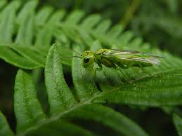 Attēlu rezultāti vaicājumam “Rhogogaster picta”