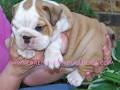 English Bulldog Puppies Outstanding Quality-Brenglora Bulldogs