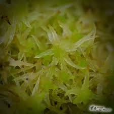 Attēlu rezultāti vaicājumam “Sphagnum inundatum”