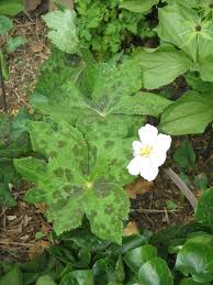 Attēlu rezultāti vaicājumam “Podophyllum hexandrum flower”