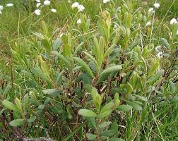 Attēlu rezultāti vaicājumam “Myrica gale”