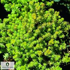 Image result for Sedum acre