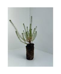 Attēlu rezultāti vaicājumam “Empetrum nigrum”