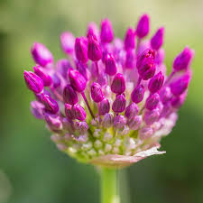 Attēlu rezultāti vaicājumam “Allium holandicum bud”