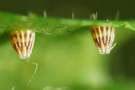 Attēlu rezultāti vaicājumam “Argynnis laodice underside”