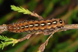 Attēlu rezultāti vaicājumam “Lycophotia porphyrea”