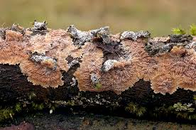 Attēlu rezultāti vaicājumam “Phlebia radiata”