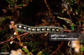 Attēlu rezultāti vaicājumam “Lasiocampa quercus larva”