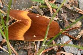 Attēlu rezultāti vaicājumam “Lasiocampa quercus”