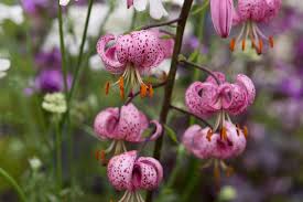 Attēlu rezultāti vaicājumam “Lilium martagon fruit”