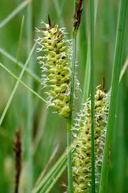 Attēlu rezultāti vaicājumam “Carex vesicaria”