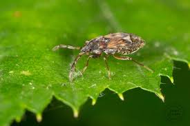 Attēlu rezultāti vaicājumam “Scolopostethus thomsoni”