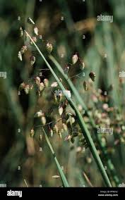 Attēlu rezultāti vaicājumam “Briza media flower”