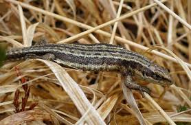 Attēlu rezultāti vaicājumam “Lacerta vivipara female”