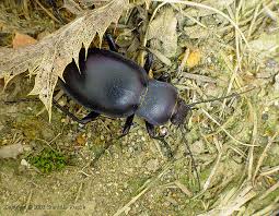 Attēlu rezultāti vaicājumam “Carabus glabratus”