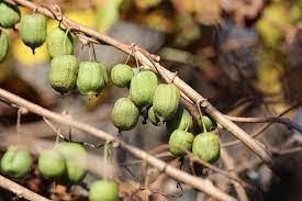 Attēlu rezultāti vaicājumam “Actinidia kolomikta fruit”