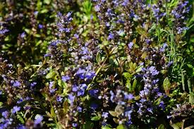 Attēlu rezultāti vaicājumam “Ajuga reptans bud”