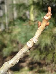 Attēlu rezultāti vaicājumam “Pterocarya fraxinifolia male flower”