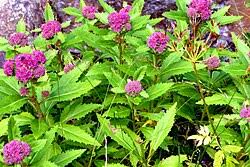 Attēlu rezultāti vaicājumam “Hylotelephium maximum”