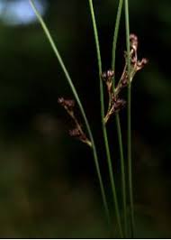 Attēlu rezultāti vaicājumam “Juncus balticus”