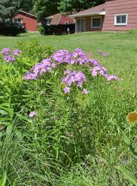 Attēlu rezultāti vaicājumam “Carex pilosa flower”