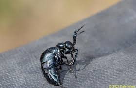 Attēlu rezultāti vaicājumam “Meloe sp.”