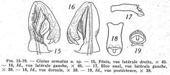 Attēlu rezultāti vaicājumam “Cixius sp.”
