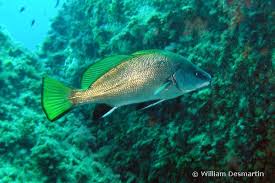 Image result for Sciaena umbra