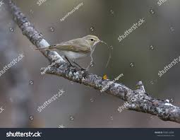 Image result for Phylloscopus orientalis