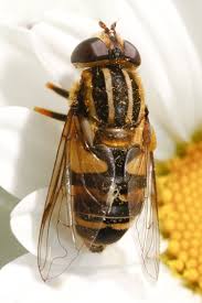 Attēlu rezultāti vaicājumam “Helophilus sp.”