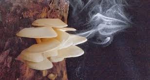 Attēlu rezultāti vaicājumam “Diderma simplex spores”