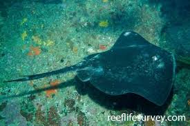 Image result for Bathytoshia centroura