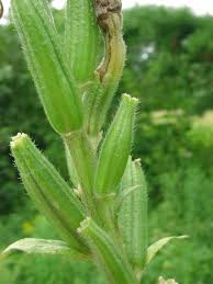 Attēlu rezultāti vaicājumam “Oenothera biennis bud”