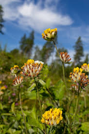 Attēlu rezultāti vaicājumam “Anthyllis arenaria flower”