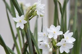 Attēlu rezultāti vaicājumam “Narcissus leaf”