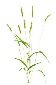 Attēlu rezultāti vaicājumam “Setaria viridis”