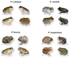Attēlu rezultāti vaicājumam “Pelobates fuscus”