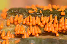 Attēlu rezultāti vaicājumam “Leocarpus fragilis macro”