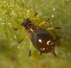 Attēlu rezultāti vaicājumam “Macrosiphoniella absinthii”