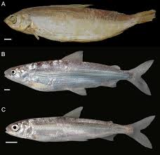 Image result for Coregonus artedi