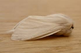 Attēlu rezultāti vaicājumam “Trichia varia sessile”